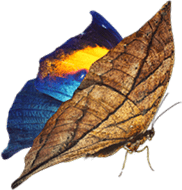 orange oakleaf butterfly