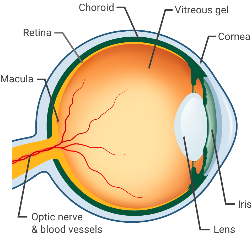 CIMERLI™ | FDA-approved Treatment for Retinal Conditions |CIMERLITM