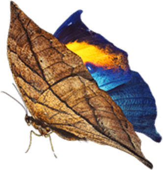 orange oakleaf butterfly
